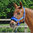 ROYAL BLUE DELUXE HEADCOLLAR WITH LEADROPE