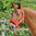 RED DELUXE HEADCOLLAR WITH LEADROPE