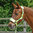 LIME DELUXE HEADCOLLAR WITH LEADROPE