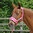 PINK DELUXE HEADCOLLAR WITH LEADROPE