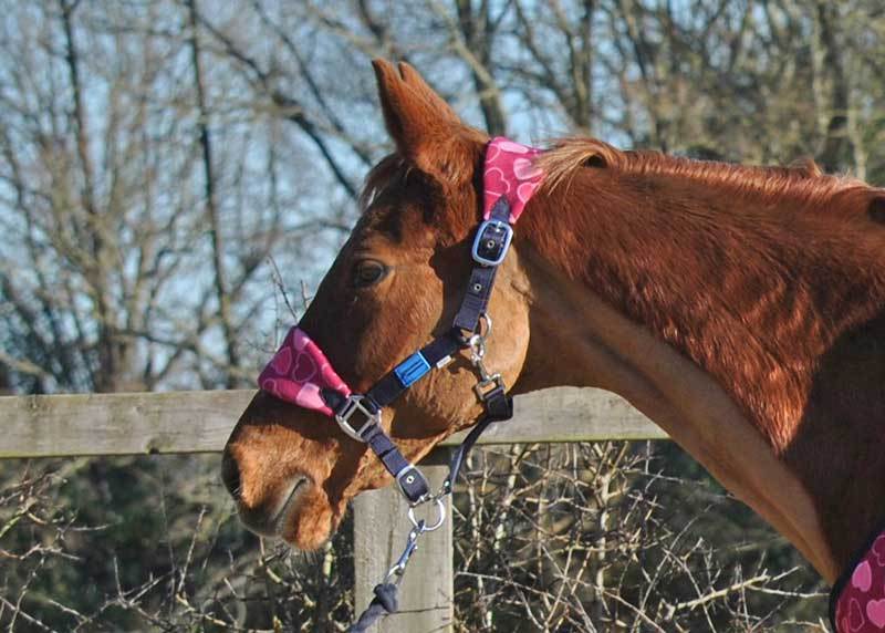Hy Kiss Horse Headcollar Pony Cob Full FREE P&P Head Collar Pink Purple Denim 