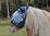 ZEBRA SHETLAND PONY FLY MASK WITH LYCRA EARS