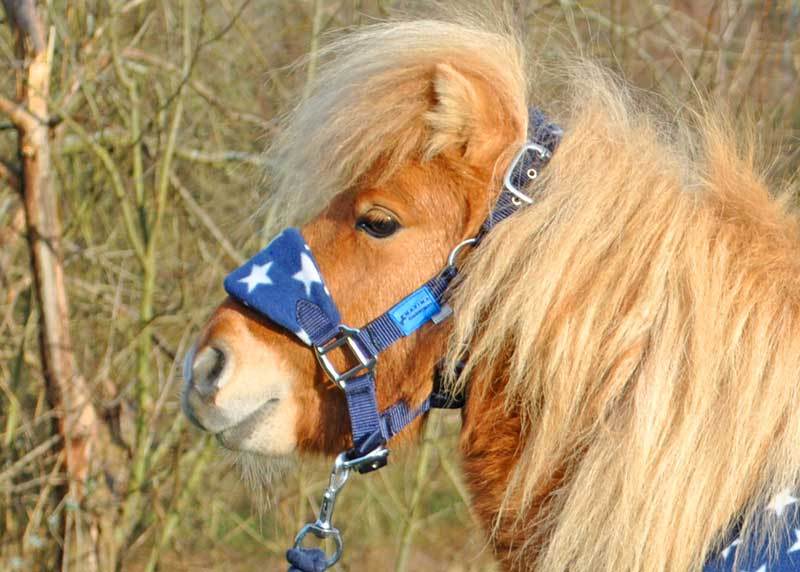 Rhinegold Padded Logo Horse Pony Shetland Headcollar With Comfy Fur Trim